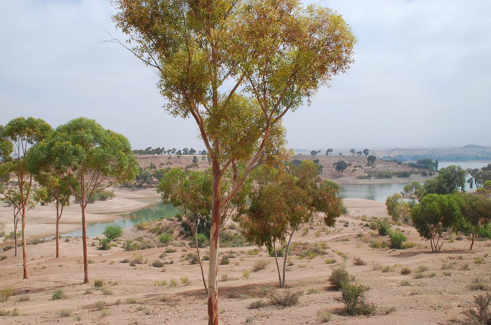 Rives du lac de Lalla Takerkoust bordées d'eucalyptus