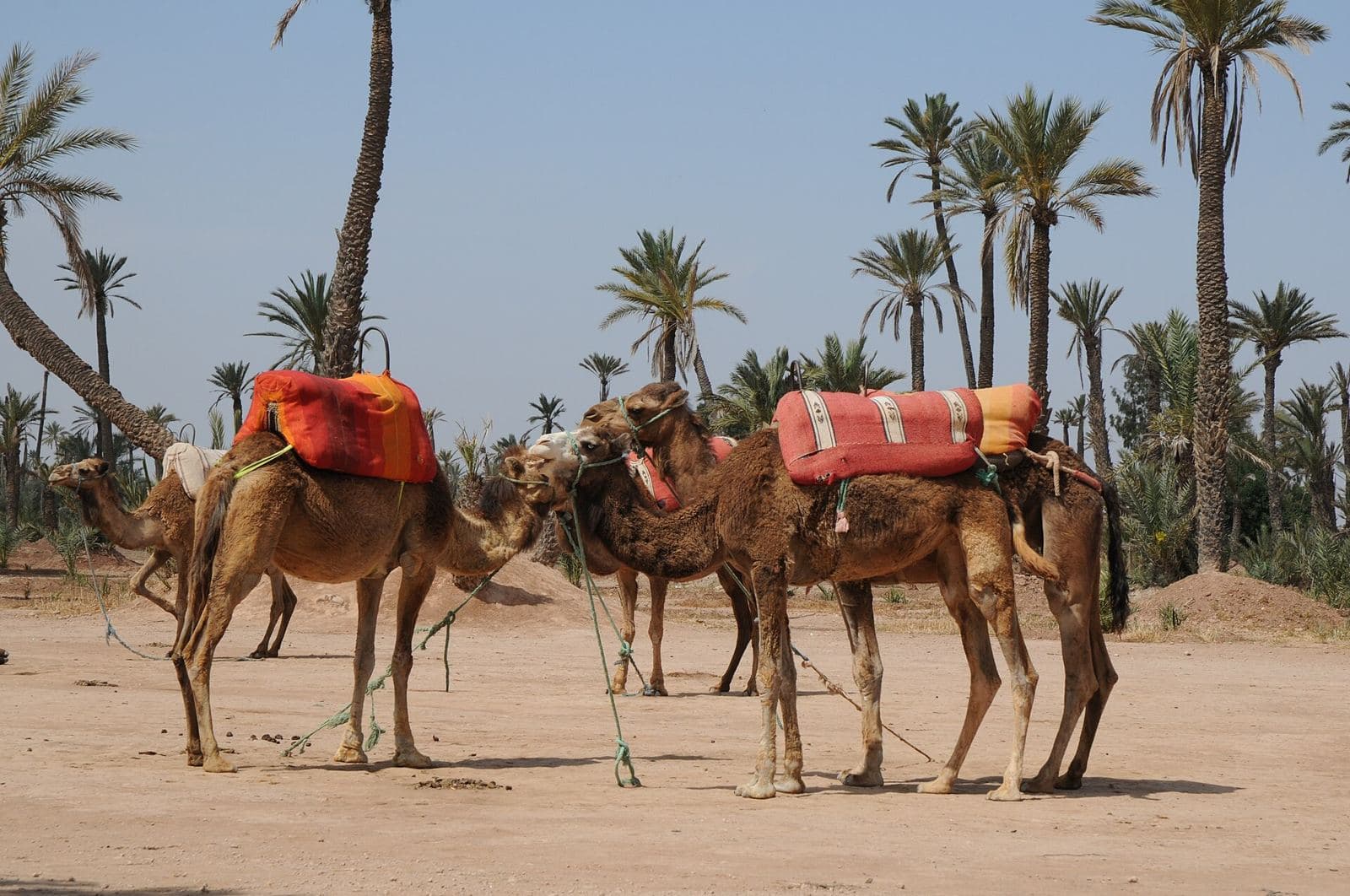 Dromadaires dans une palmeraie près de Marrakech