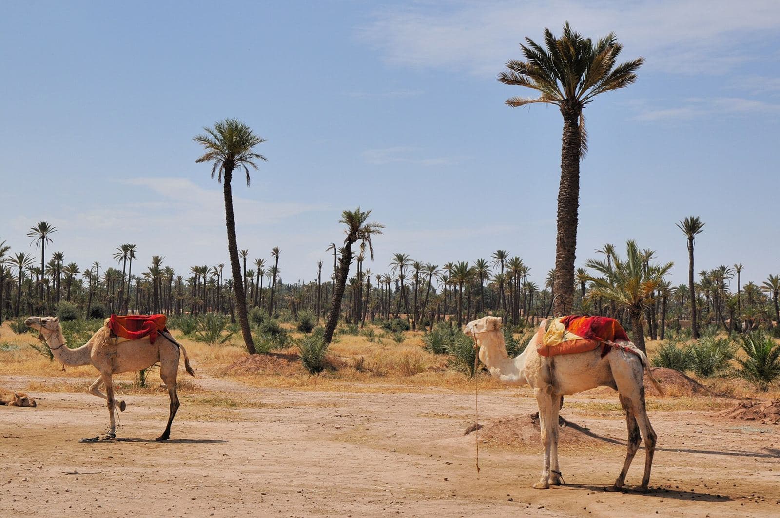 Palmeraie et piste de terre près de Marrakech